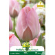 Tulipe Mystic van Eijk - 7 bulbes