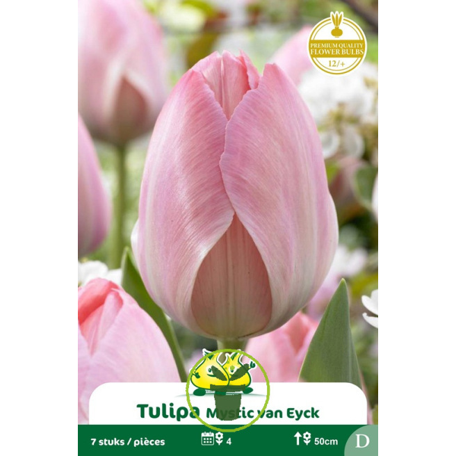 Tulipe Mystic van Eijk - 7 bulbes