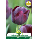Tulipe Queen of the Night - 7 bulbes