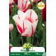Tulipe Sorbet - 7 bulbes