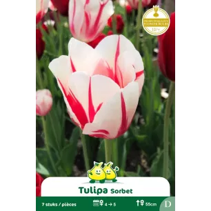 Tulipe Sorbet - 7 bulbes
