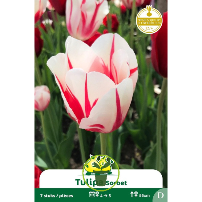 Tulipe Sorbet - 7 bulbes