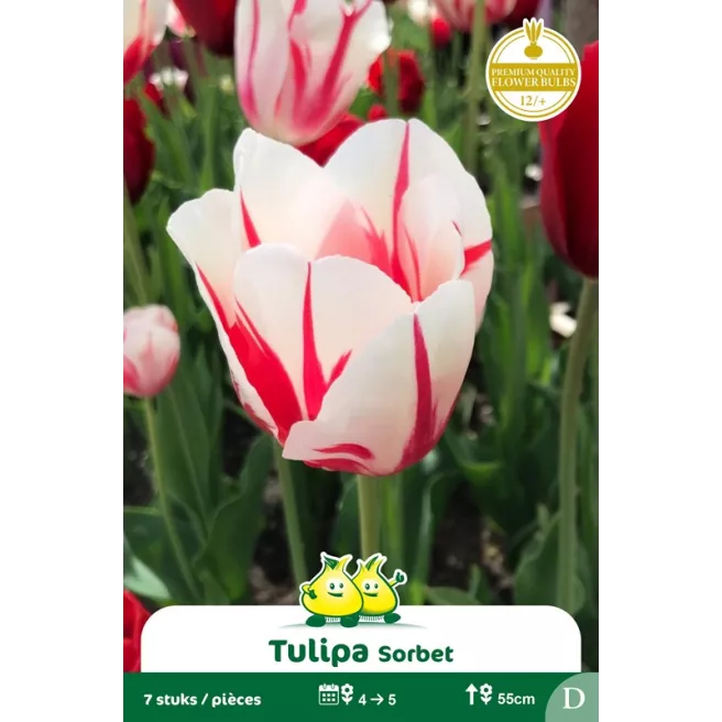 Tulipe Sorbet - 7 bulbes