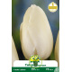 Tulipe Maureen - 7 bulbes