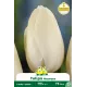 Tulipe Maureen - 7 bulbes