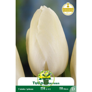 Tulipe Maureen - 7 bulbes