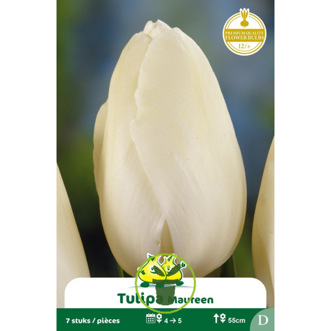 Tulipe Maureen - 7 bulbes