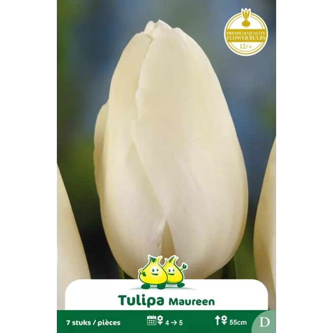 Tulipe Maureen - 7 bulbes