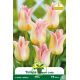 Tulipe à fleur de lis Elegant Lady – 7 bulbes