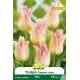Tulipe à fleur de lis Elegant Lady – 7 bulbes