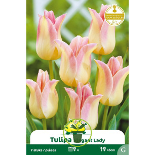 Tulipe à fleur de lis Elegant Lady – 7 bulbes