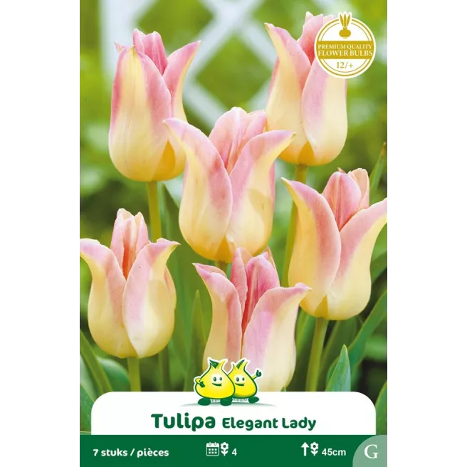 Tulipe à fleur de lis Elegant Lady – 7 bulbes