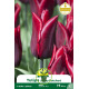 Tulipe à fleur de lis Jenny Butchart – 7 bulbes