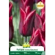 Tulipe à fleur de lis Jenny Butchart – 7 bulbes