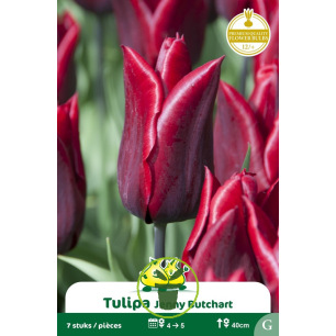 Tulipe à fleur de lis Jenny Butchart – 7 bulbes