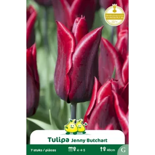 Tulipe à fleur de lis Jenny Butchart – 7 bulbes