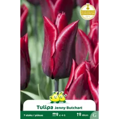 Tulipe à fleur de lis Jenny Butchart – 7 bulbes