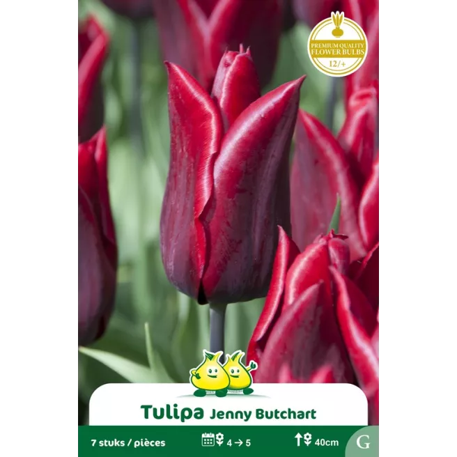 Tulipe à fleur de lis Jenny Butchart – 7 bulbes