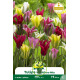 Tulipe à fleur de lis Viridiflora mélange – 7 bulbes