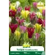 Tulipe à fleur de lis Viridiflora mélange – 7 bulbes