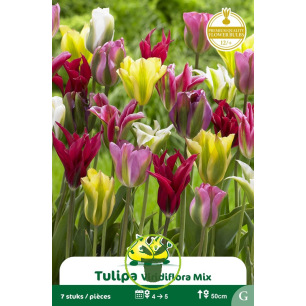 Tulipe à fleur de lis Viridiflora mélange – 7 bulbes
