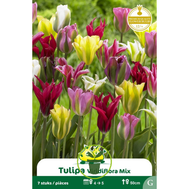 Tulipe à fleur de lis Viridiflora mélange – 7 bulbes Tulipe à fleur de lis Viridiflora mélange – 7 bulbes
