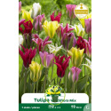 Tulipe à fleur de lis – 7 bulbes