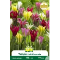 Tulipe à fleur de lis – 7 bulbes