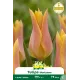 Tulipe à fleur de lis Marianne – 7 bulbes