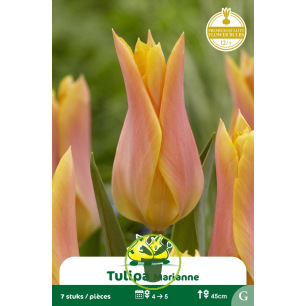 Tulipe à fleur de lis Marianne – 7 bulbes