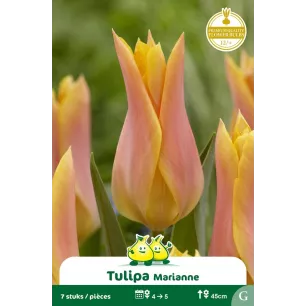 Tulipe à fleur de lis Marianne – 7 bulbes