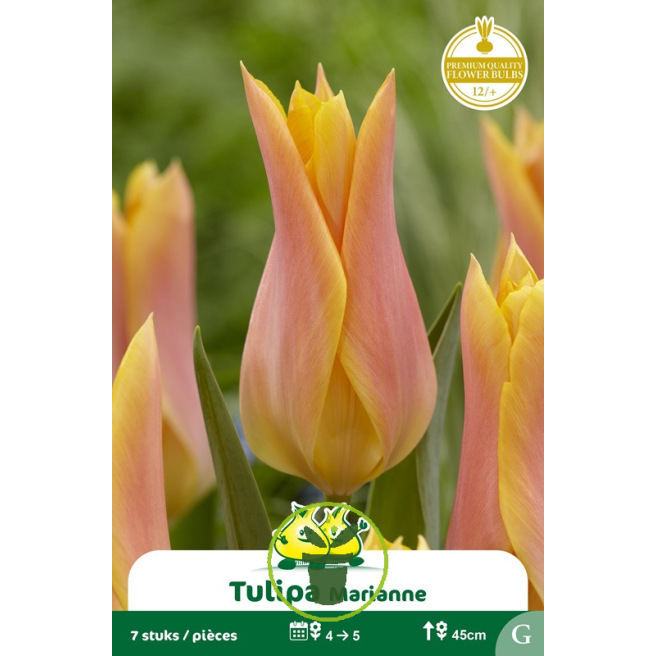Tulipe à fleur de lis Marianne – 7 bulbes Tulipe à fleur de lis Marianne – 7 bulbes