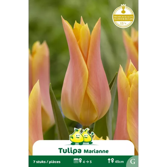Tulipe à fleur de lis Marianne – 7 bulbes