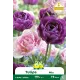 Tulipe double Angélique Lilac Perfection– 7 bulbes