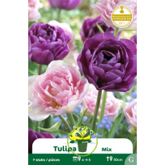 Tulipe double Angélique Lilac Perfection– 7 bulbes