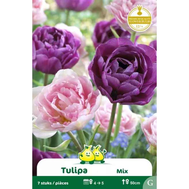 Tulipe double Angélique Lilac Perfection– 7 bulbes