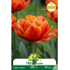 Tulipe double Icoon – 7 bulbes