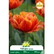Tulipe double Icoon – 7 bulbes
