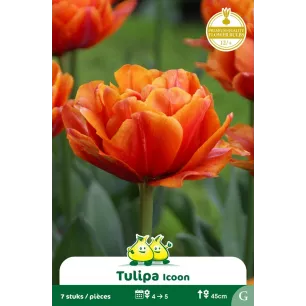 Tulipe double Icoon – 7 bulbes