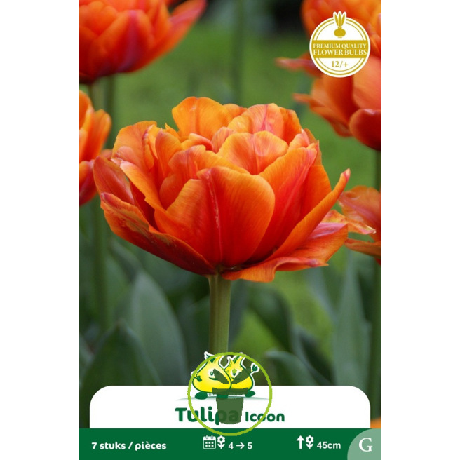 Tulipe double Icoon – 7 bulbes
