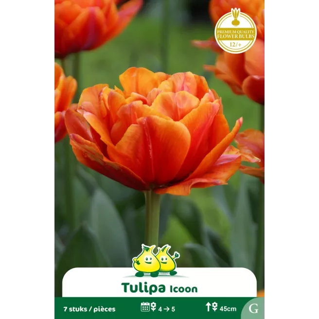 Tulipe double Icoon – 7 bulbes