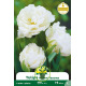 Tulipe double Mount Tacoma– 7 bulbes