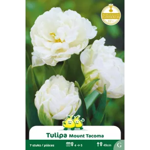 Tulipe double Mount Tacoma– 7 bulbes