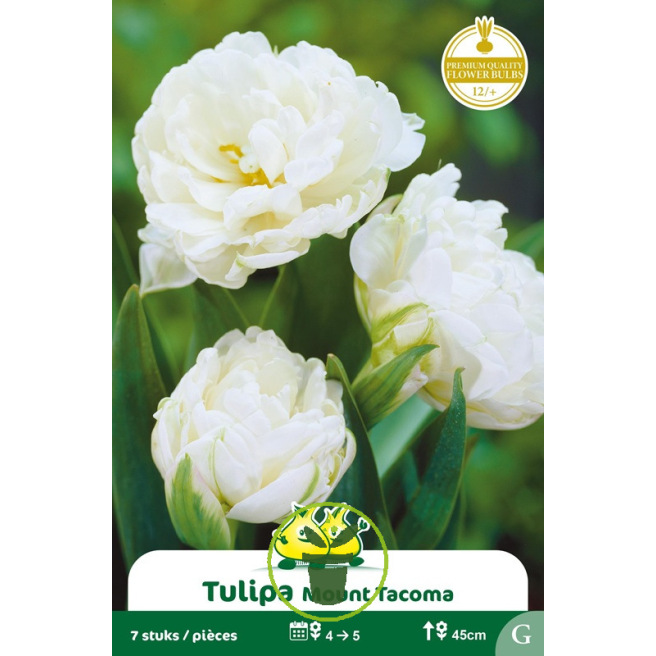 Tulipe double Mount Tacoma– 7 bulbes
