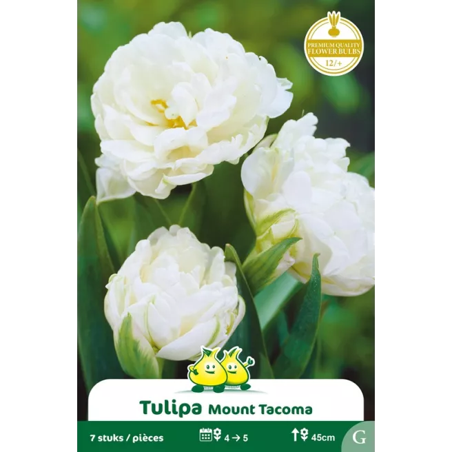 Tulipe double Mount Tacoma– 7 bulbes