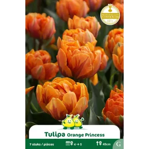 Tulipe double Orange Princess– 7 bulbes