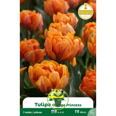 Tulipe double Orange Princess– 7 bulbes
