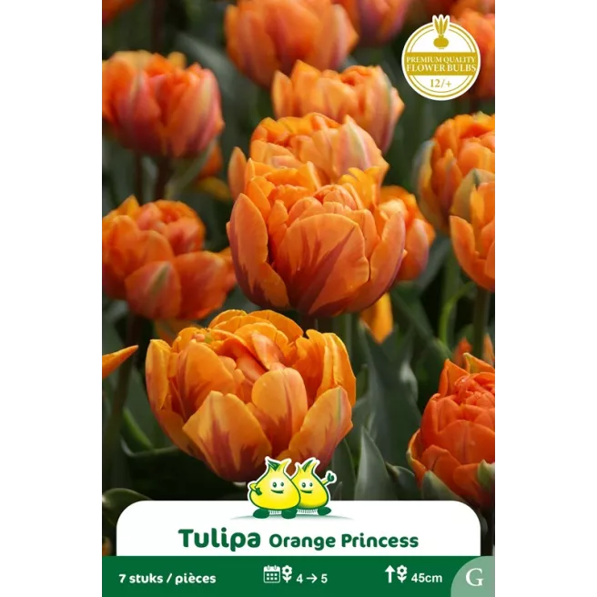 Tulipe double Orange Princess– 7 bulbes