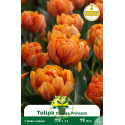 Tulipe à fleur double – 7 bulbes