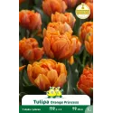 Tulipe à fleur double – 7 bulbes